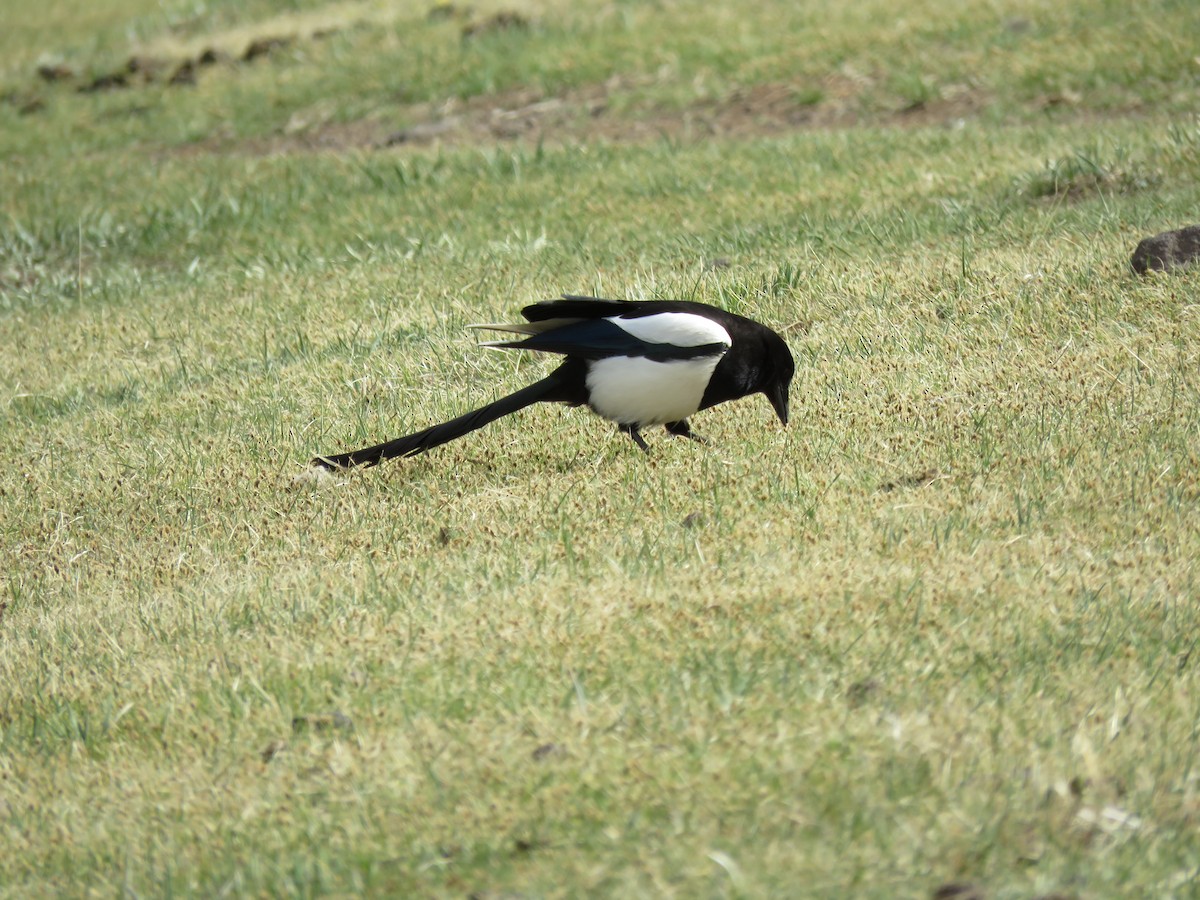 Eurasian Magpie - Jannaca Chick