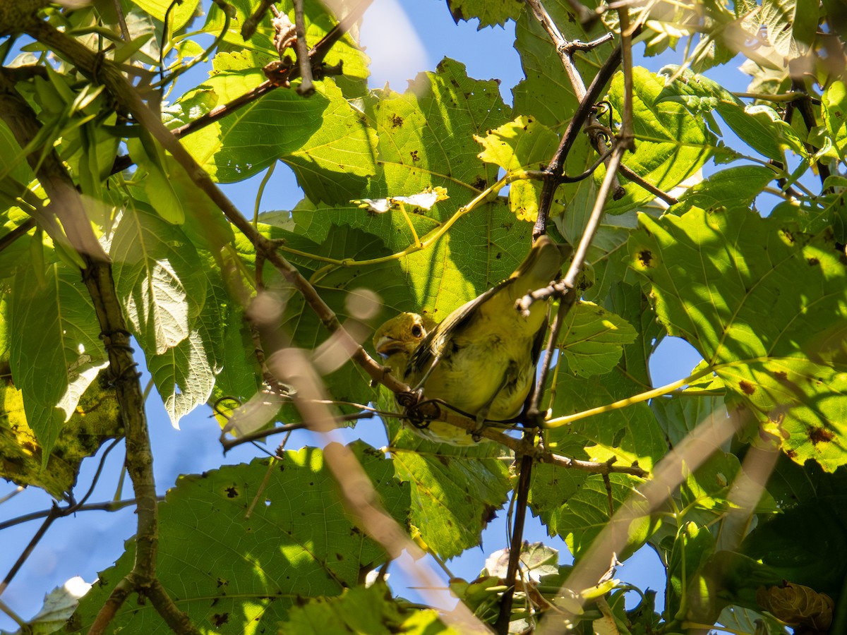 Scarlet Tanager - ML647597098