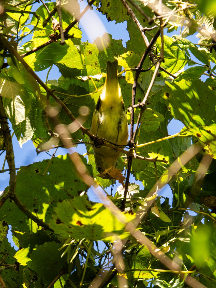 Scarlet Tanager - ML647597099