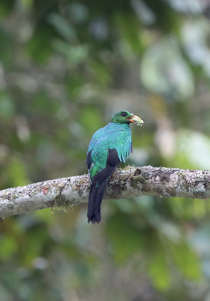 Quetzal doré - ML647597104