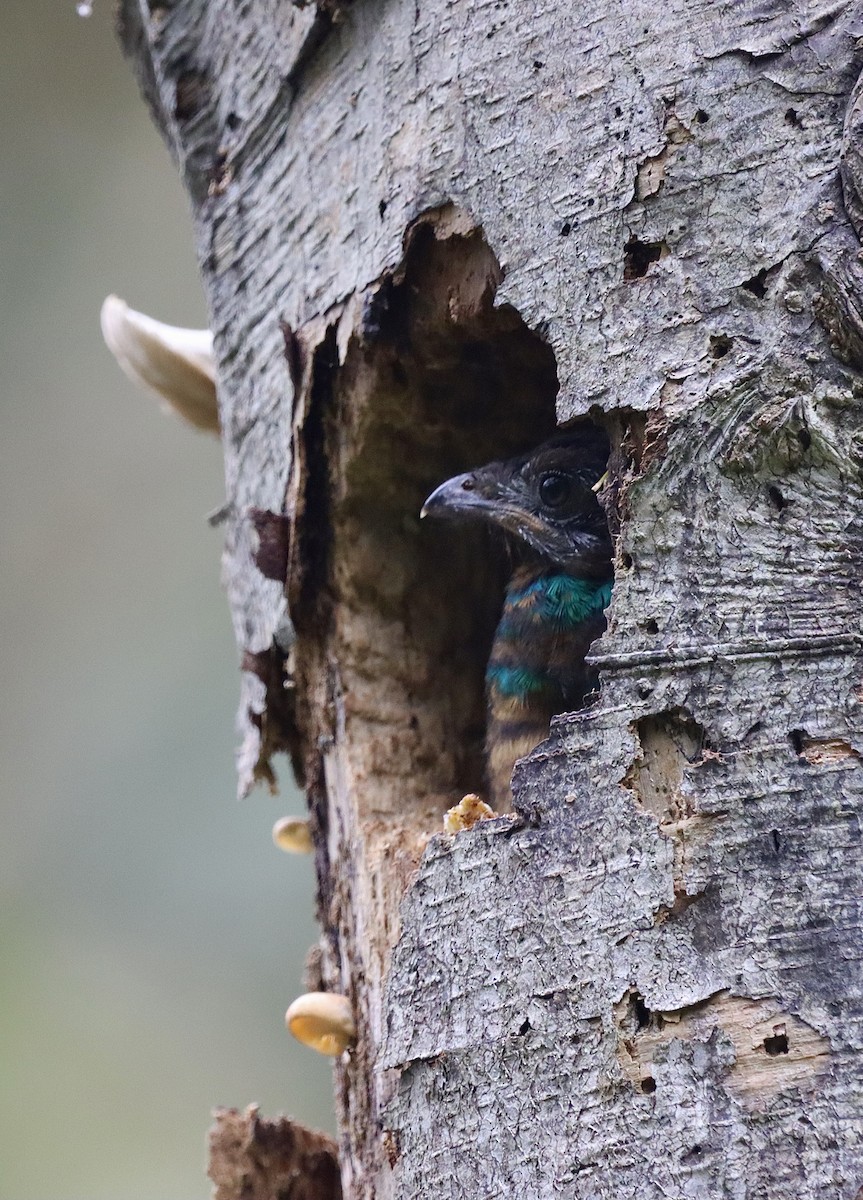 Quetzal doré - ML647597105