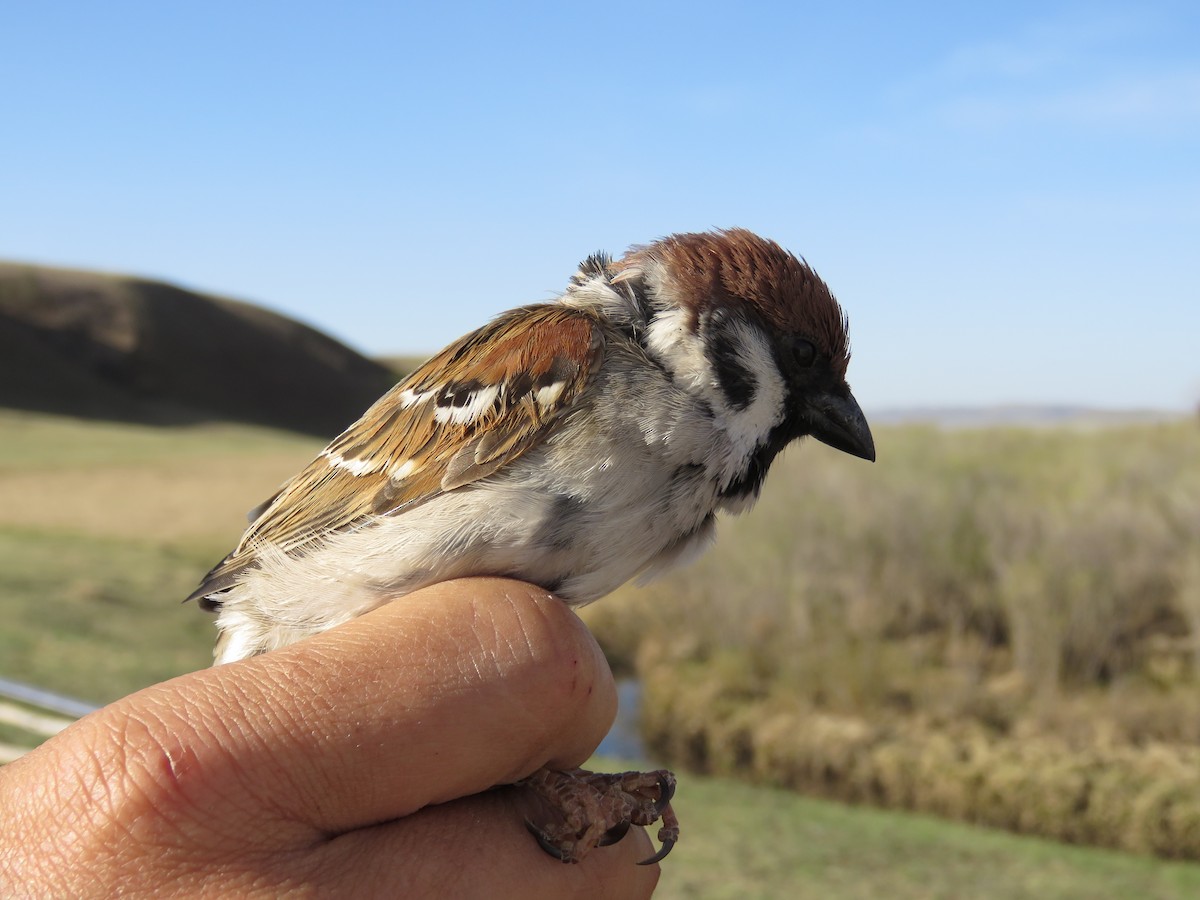 麻雀 - ML647597116