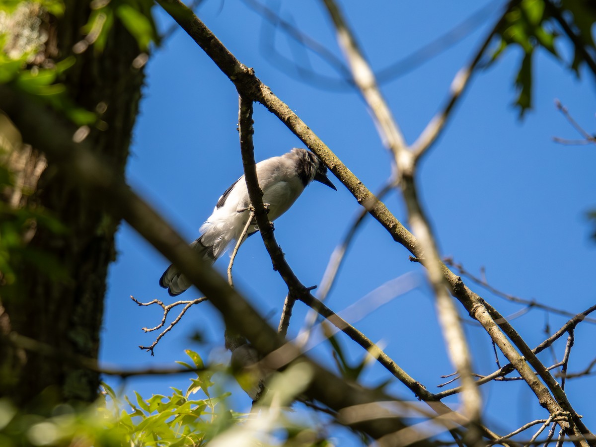 Blue Jay - ML647597117