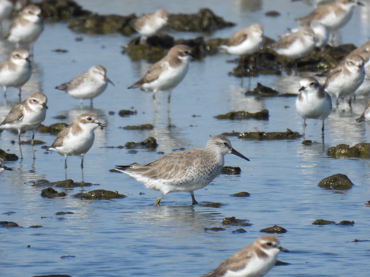 jespák rezavý - ML647597131