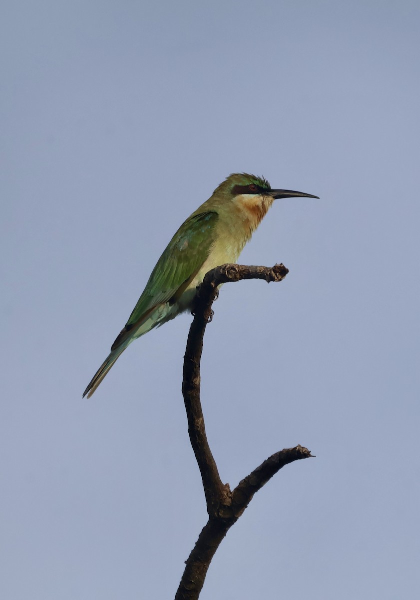 Синехвостая щурка - ML647597136