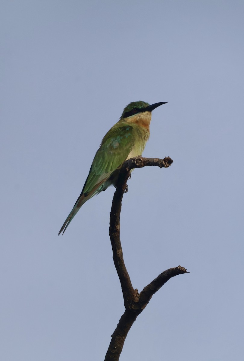 Синехвостая щурка - ML647597137