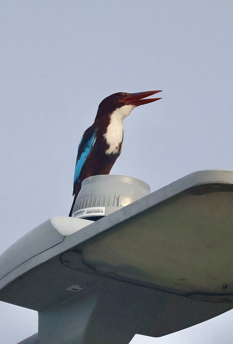 Красноносый зимородок - ML647597158