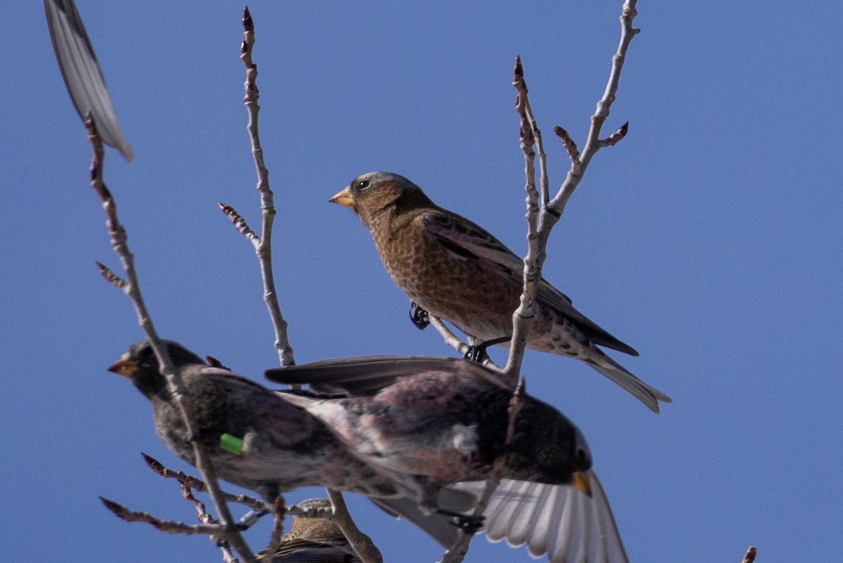 Pinzón Montano Nuquigrís (grupo tephrocotis) - ML647597159
