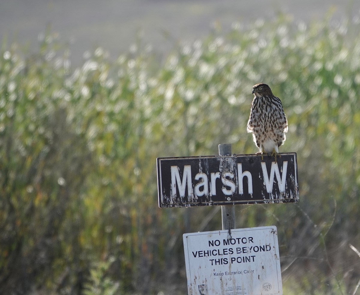 Cooper's Hawk - ML647597163