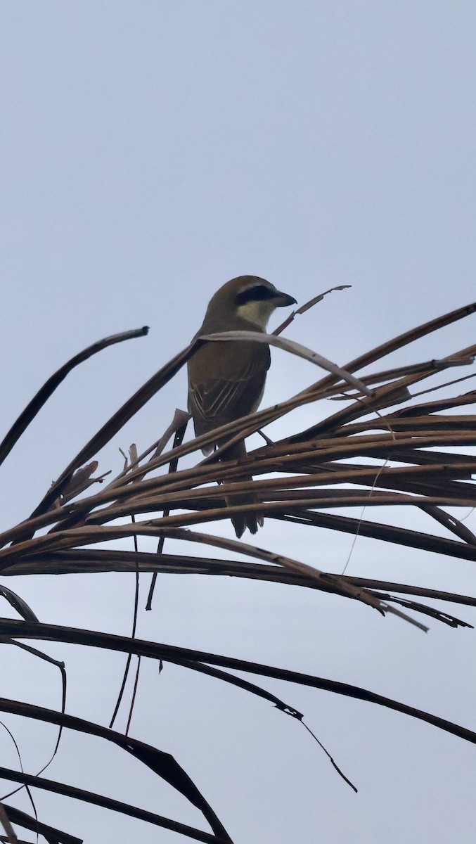 Сибирский жулан - ML647597166