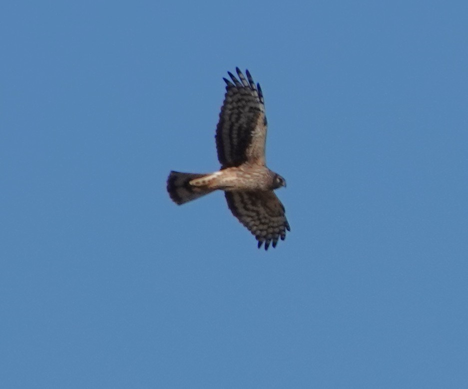 moták severoamerický - ML647597176