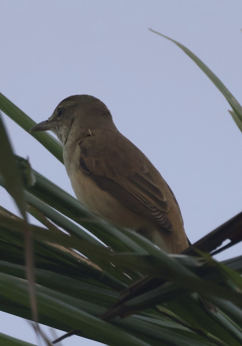 Восточная дроздовидная камышевка - ML647597182