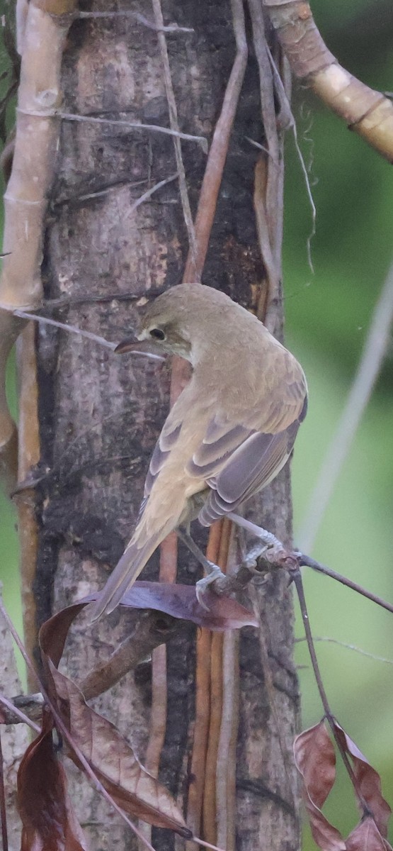 Восточная дроздовидная камышевка - ML647597183