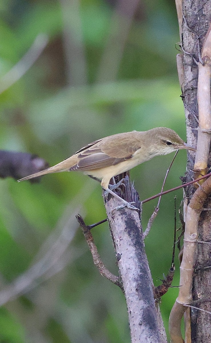 Восточная дроздовидная камышевка - ML647597184