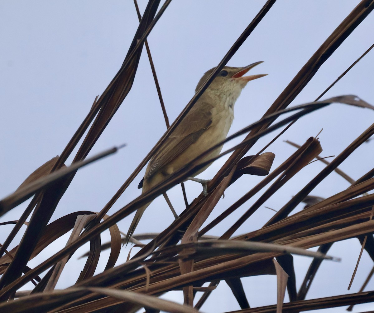 Восточная дроздовидная камышевка - ML647597185