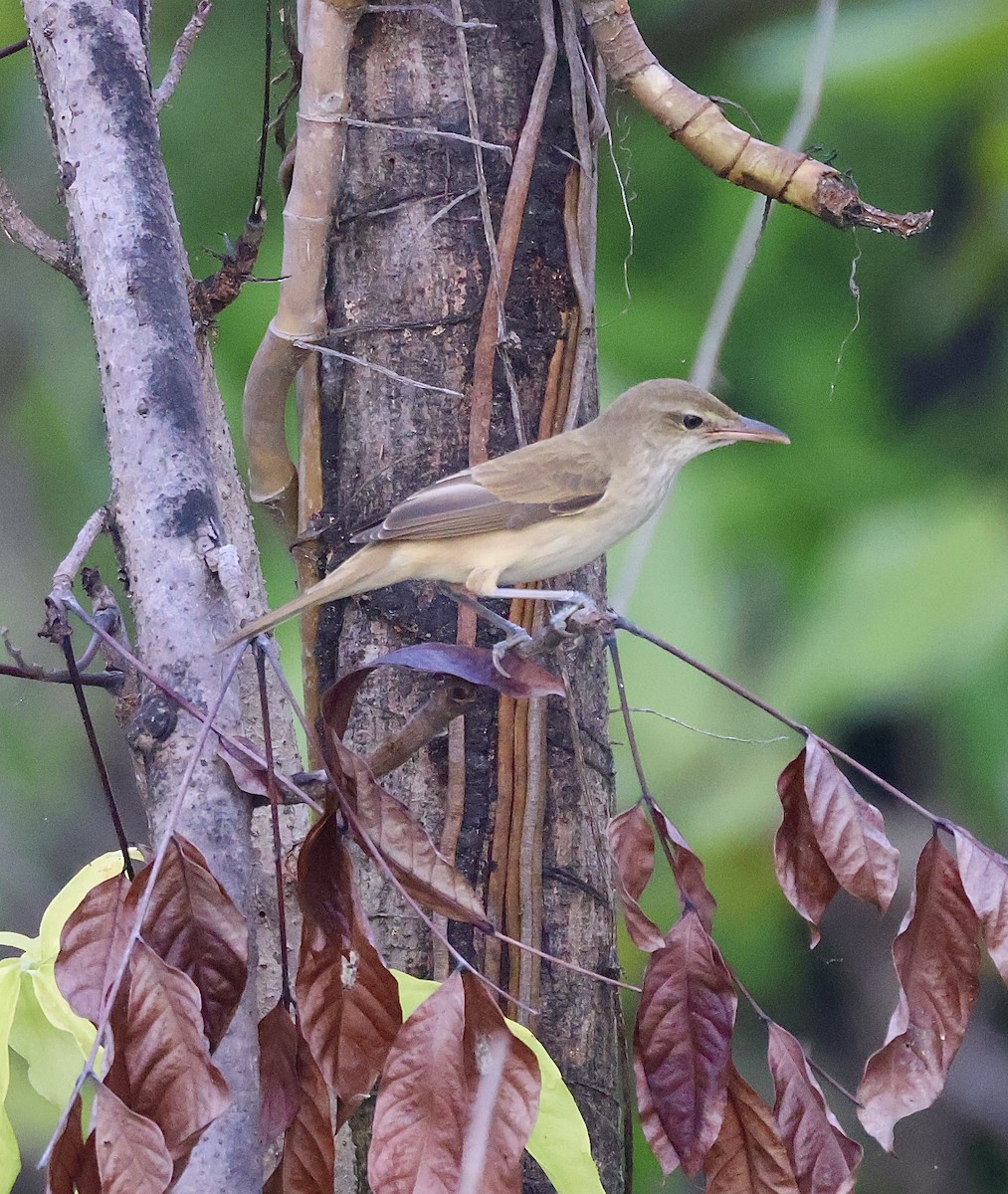 Восточная дроздовидная камышевка - ML647597186