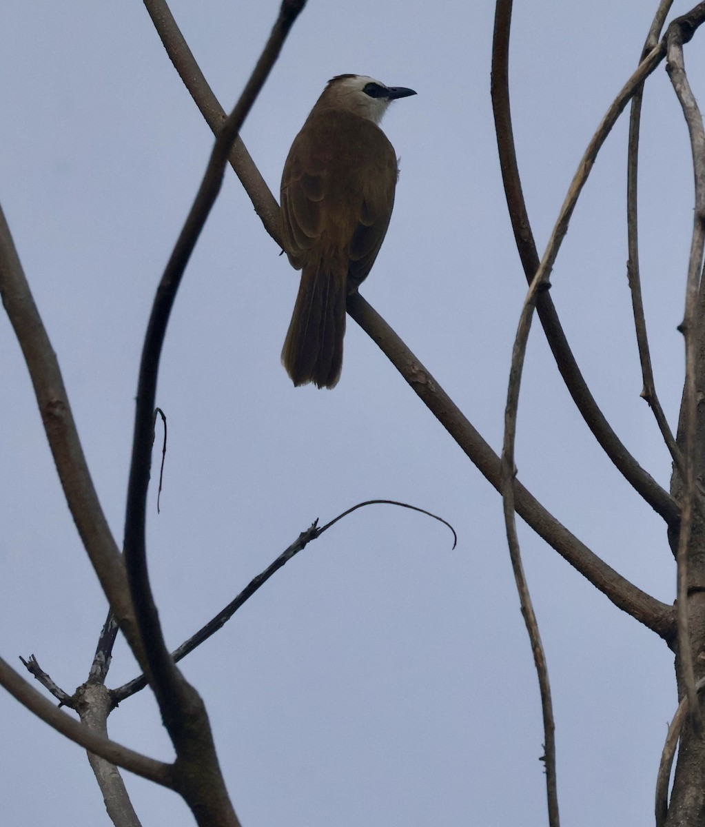 Белобровый бюльбюль - ML647597202