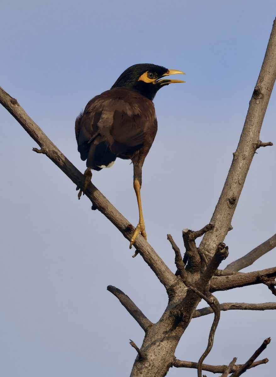 Майна - ML647597207