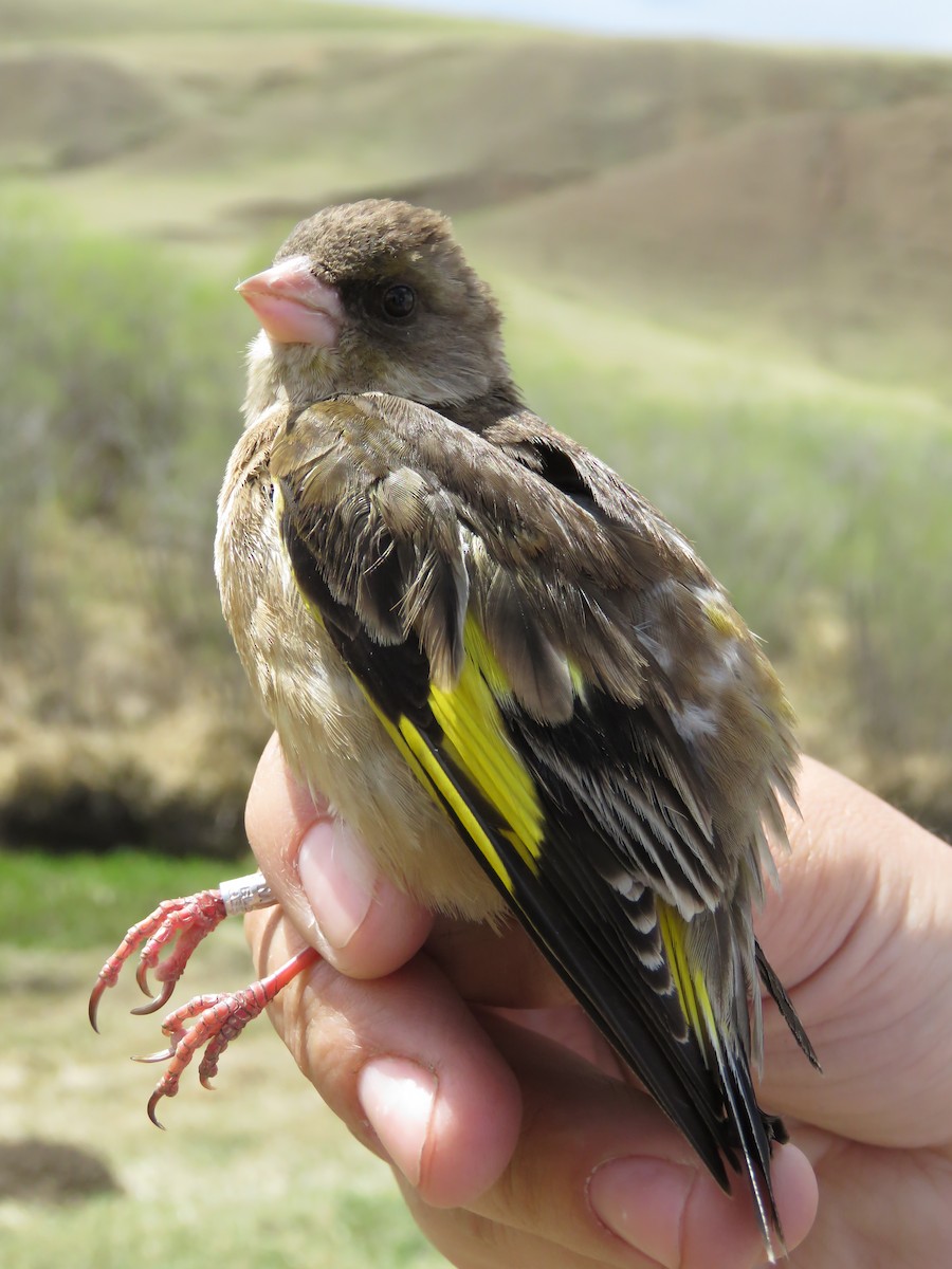 金翅雀 - ML647597210