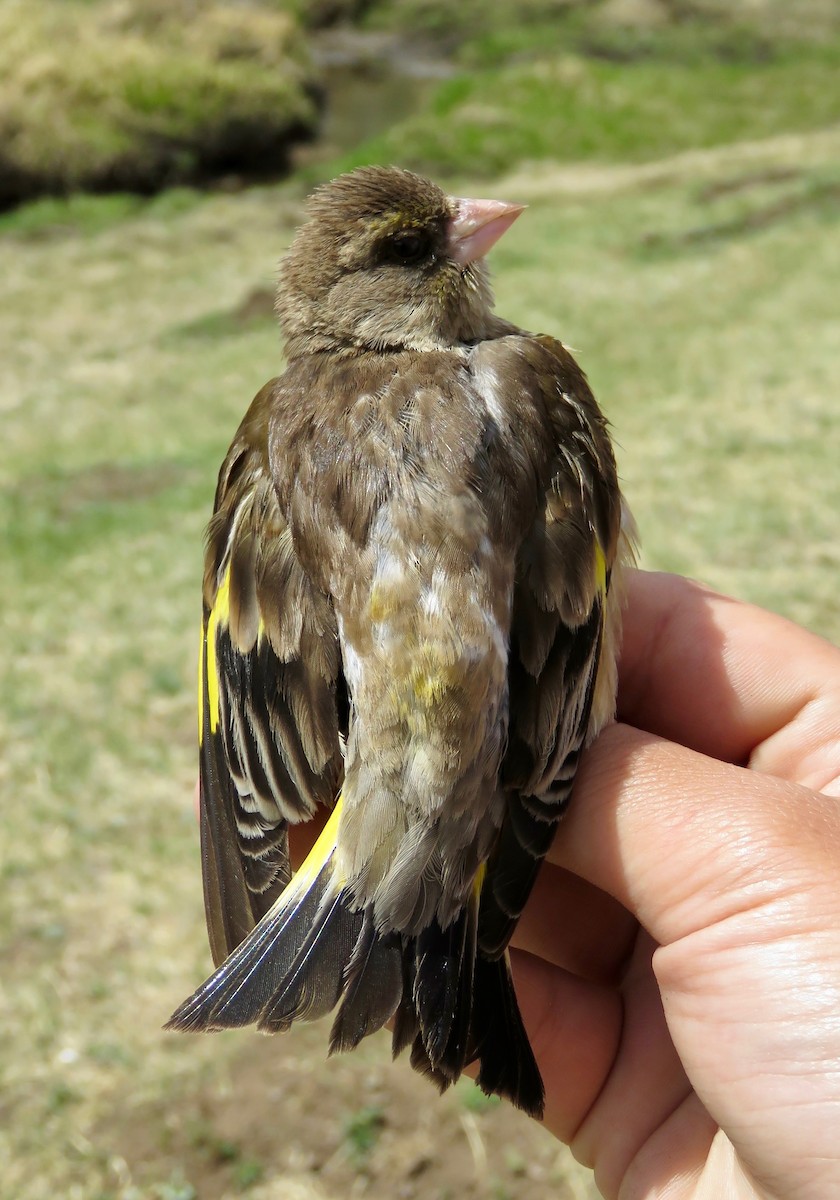 金翅雀 - ML647597216