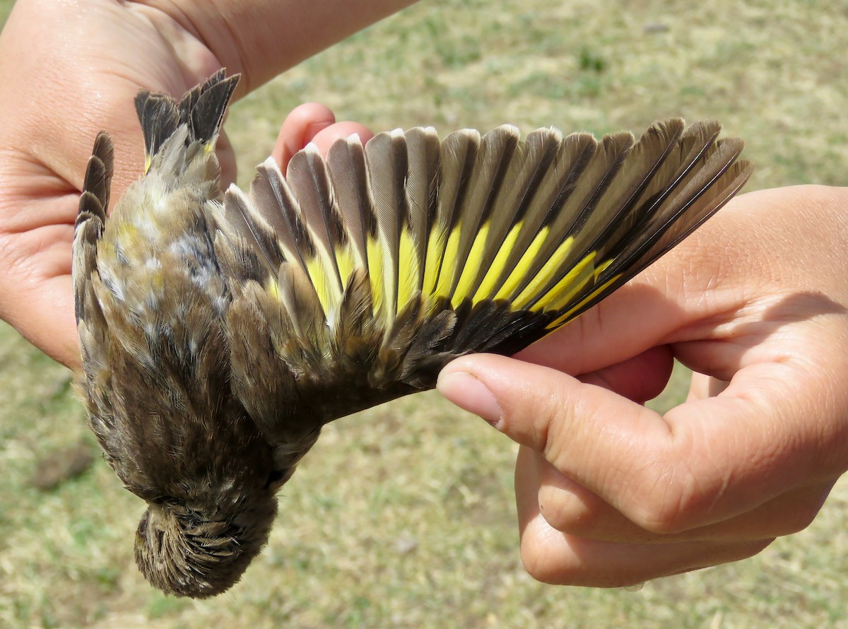 Oriental Greenfinch - Jannaca Chick