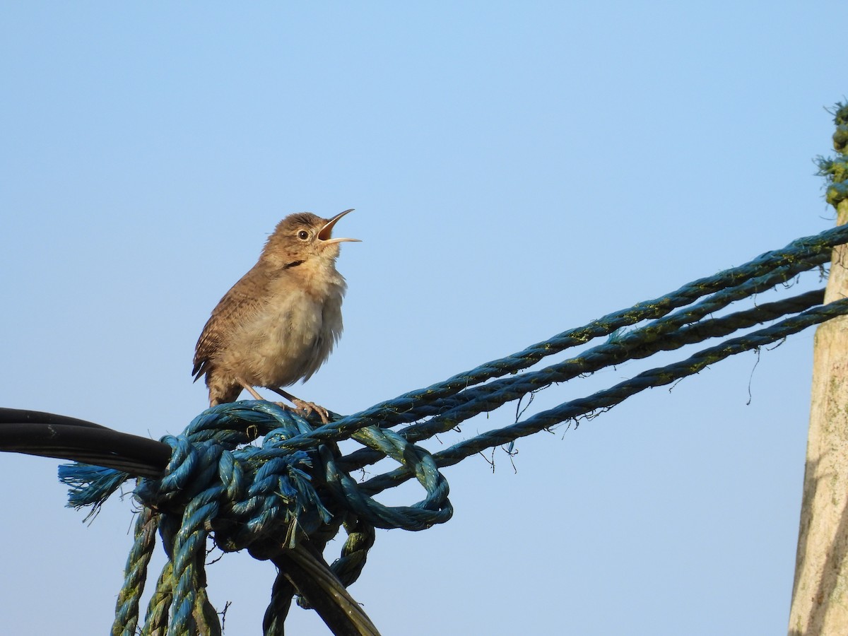 Southern House Wren - ML647597243