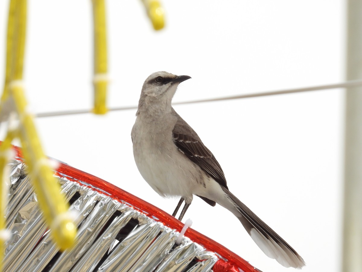 Tropikal Taklitçi - ML647597246