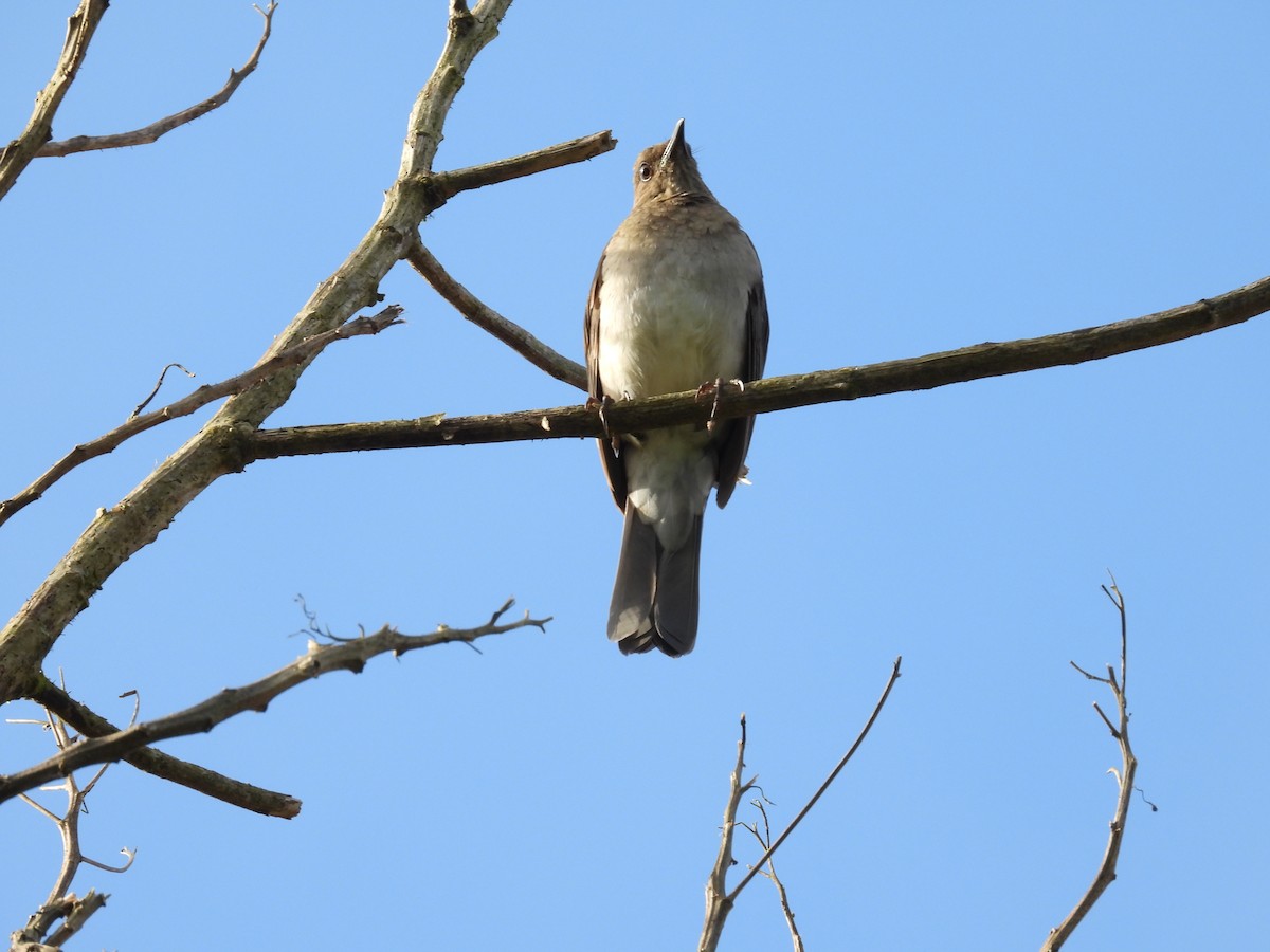 Black-billed Thrush - ML647597252