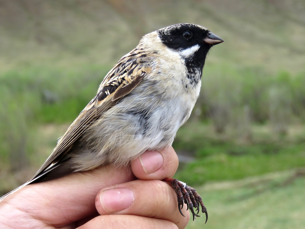 葦鵐 - ML647597259