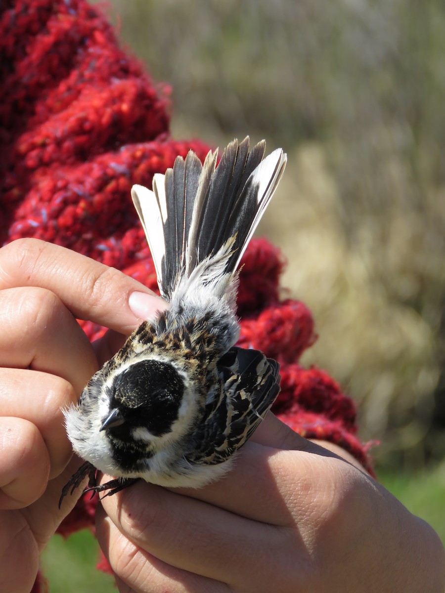 葦鵐 - ML647597265