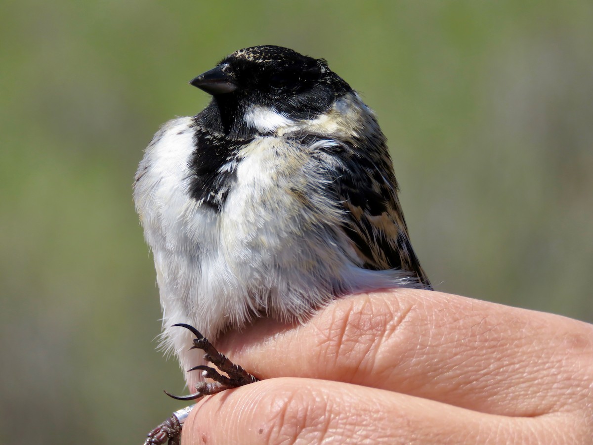 Pallas's Bunting - Jannaca Chick