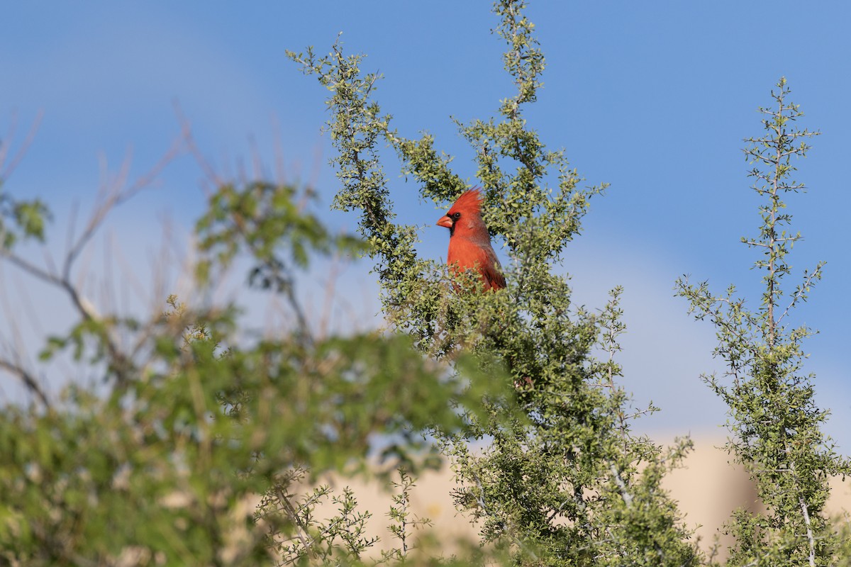 Northern Cardinal - ML647597270