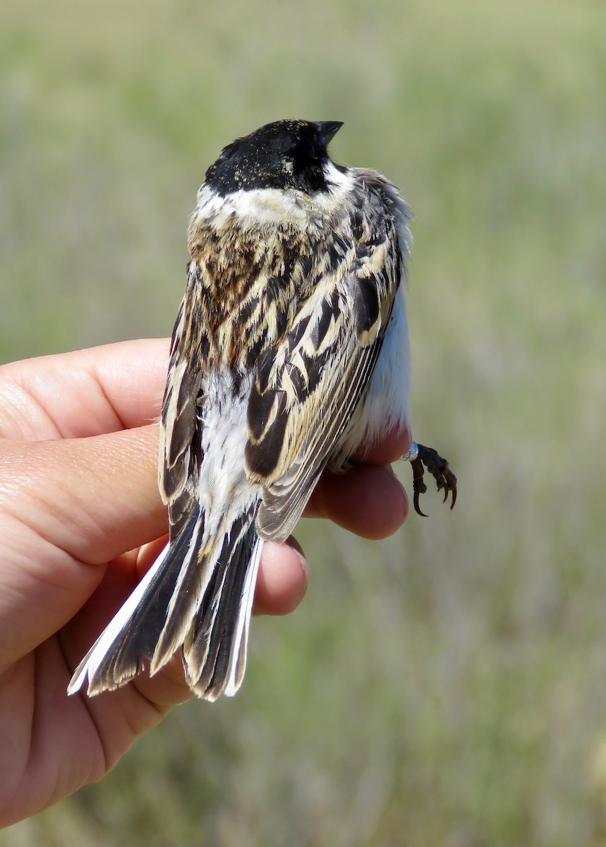 葦鵐 - ML647597273