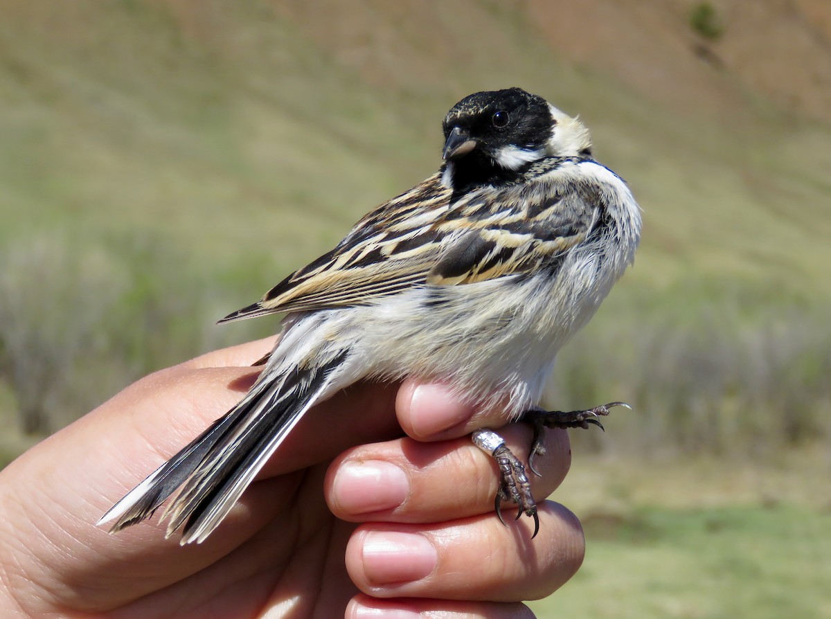 葦鵐 - ML647597277