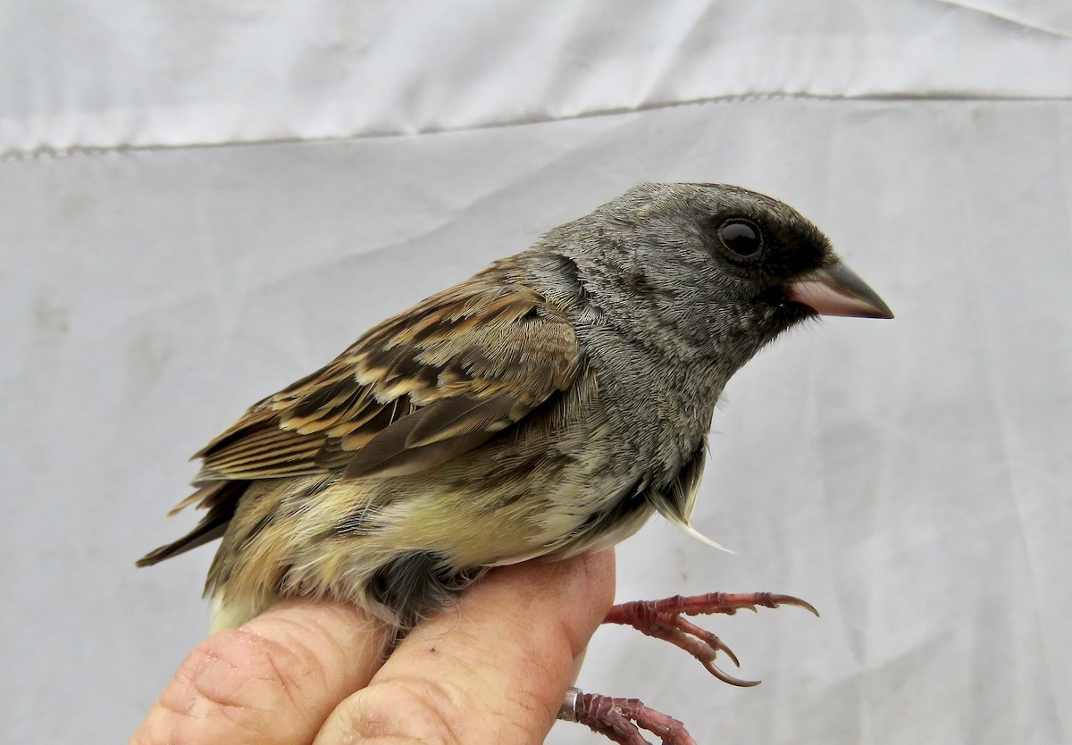 灰頭黑臉鵐 - ML647597284