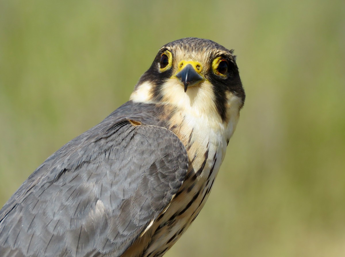 燕隼 - ML647597295