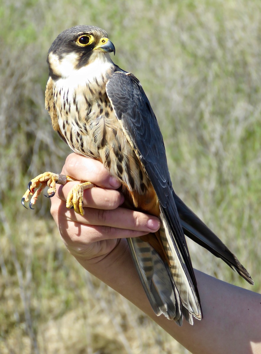 燕隼 - ML647597300