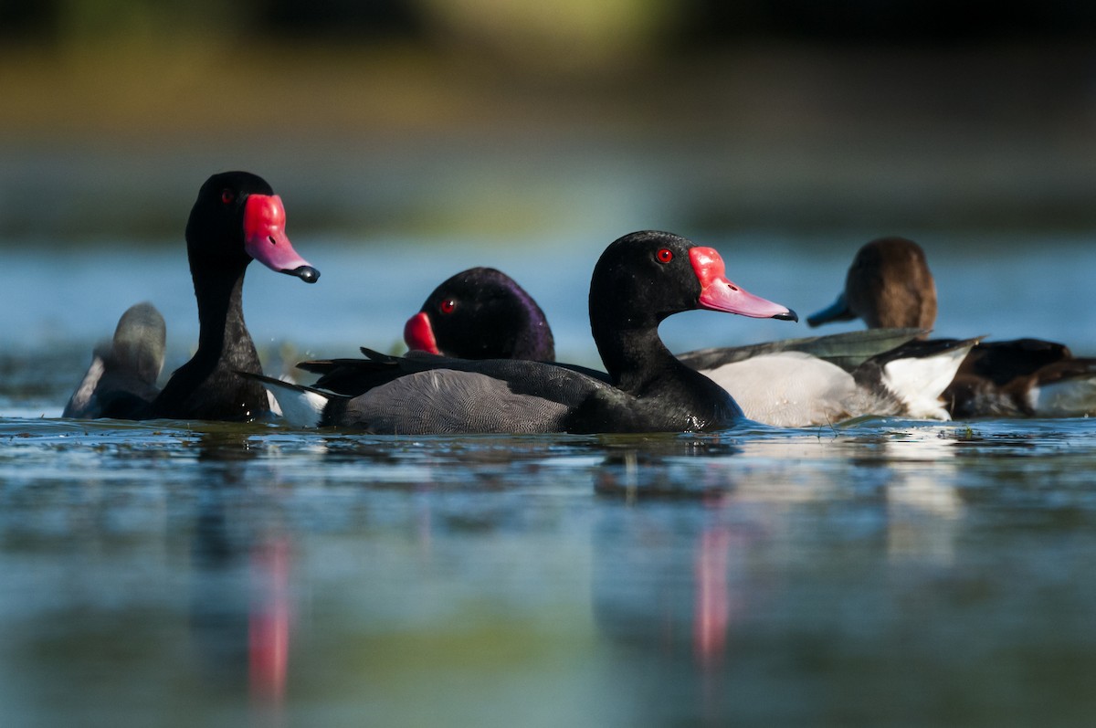 Rosy-billed Pochard - ML64759731