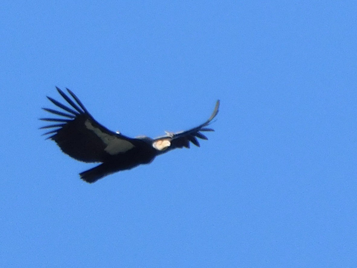 California Condor - ML647597310
