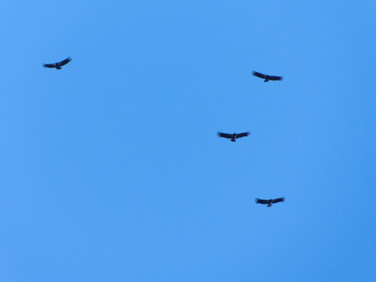 California Condor - ML647597311