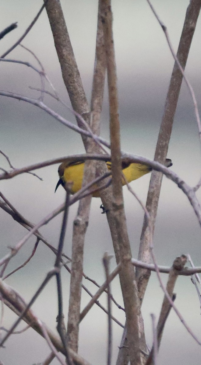 Ornate Sunbird - ML647597317