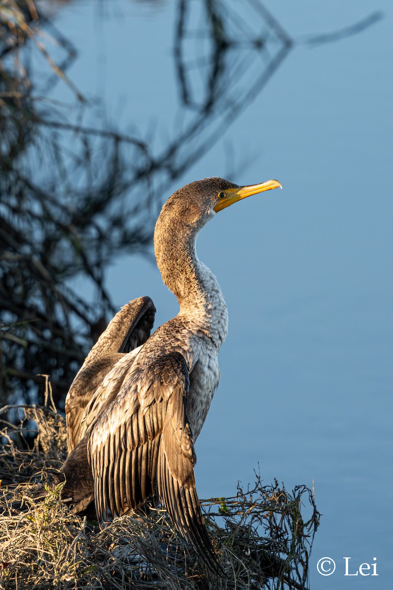 Cormoran à aigrettes - ML647597327