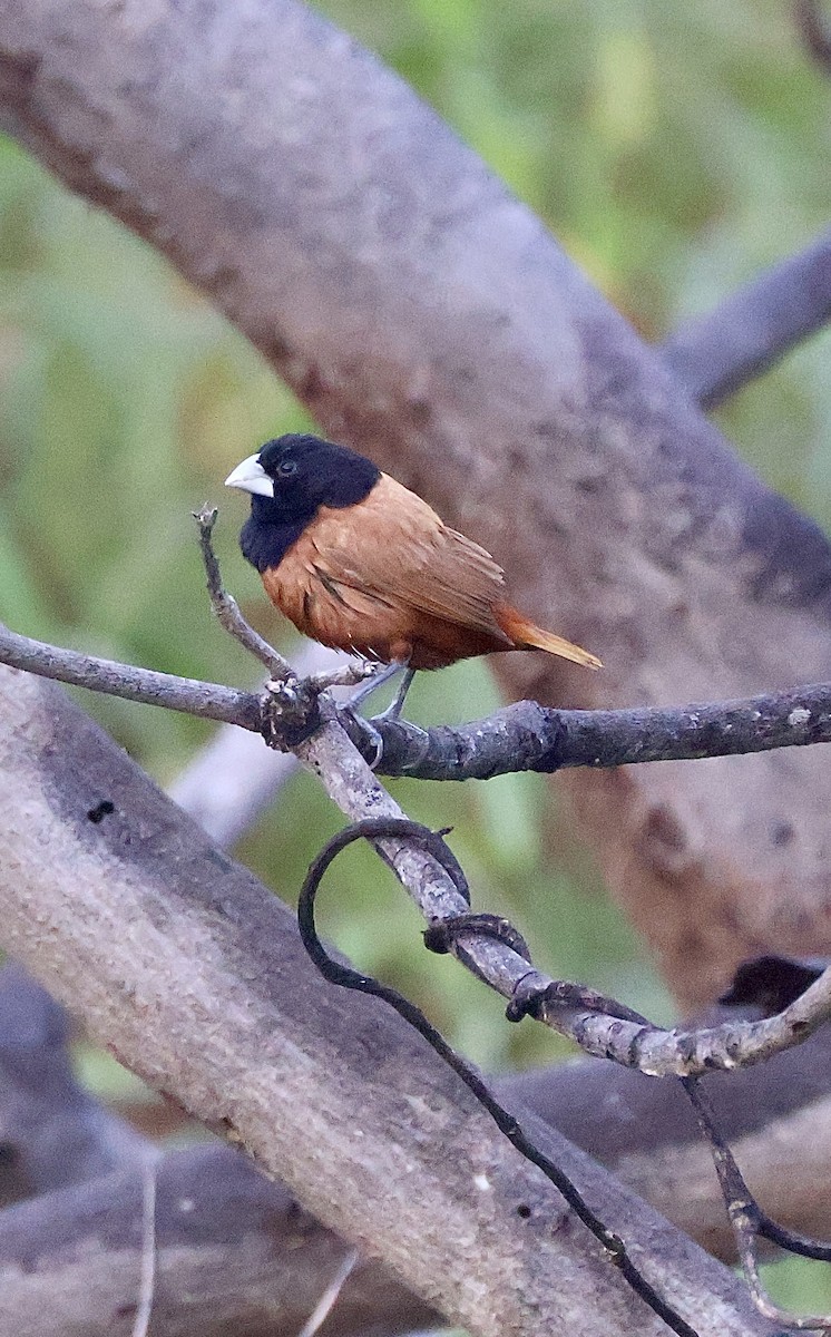 Черноголовая муния - ML647597330