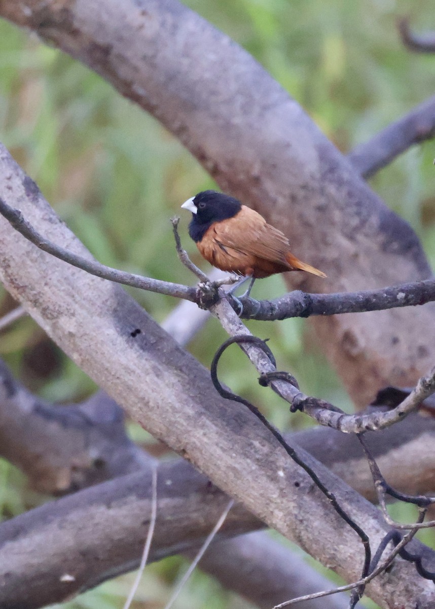 Kestane Rengi Munya - ML647597331