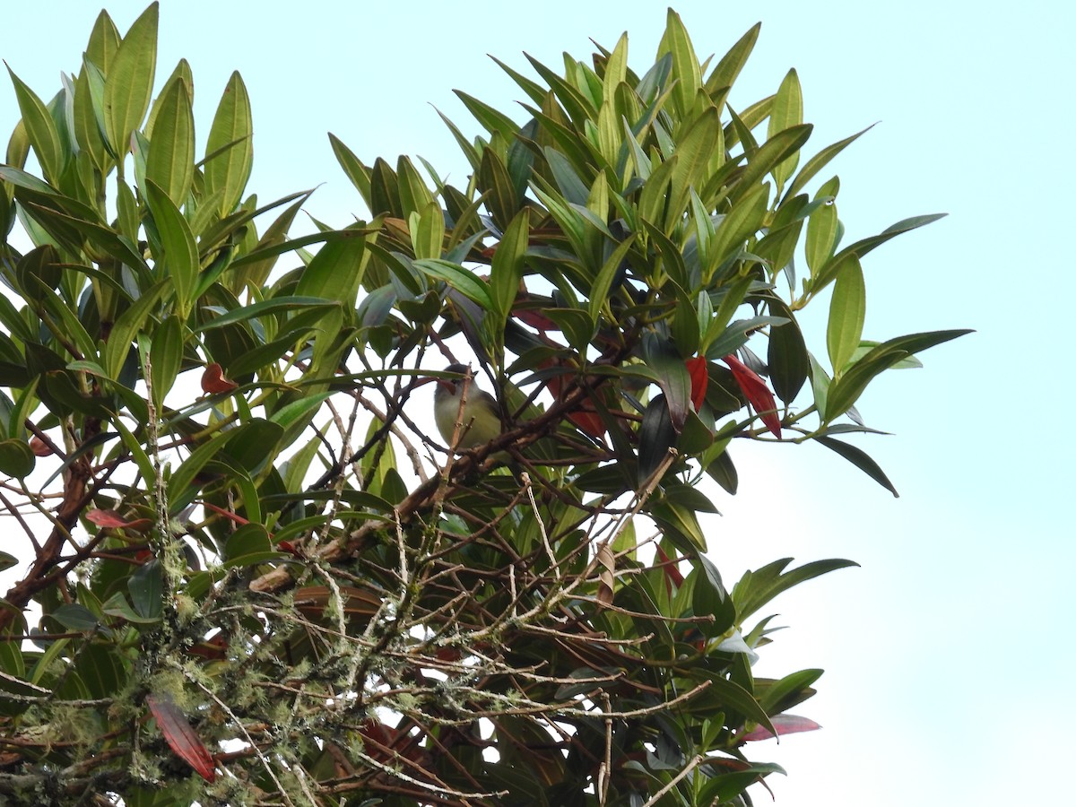 Kahverengi Vireo - ML647597333