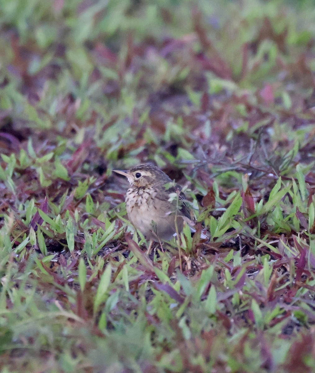 Çeltik İncirkuşu - ML647597334