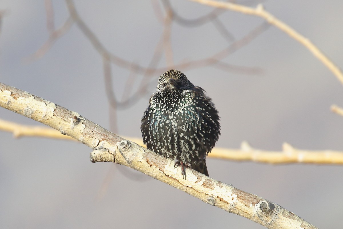 Sığırcık - ML647597336