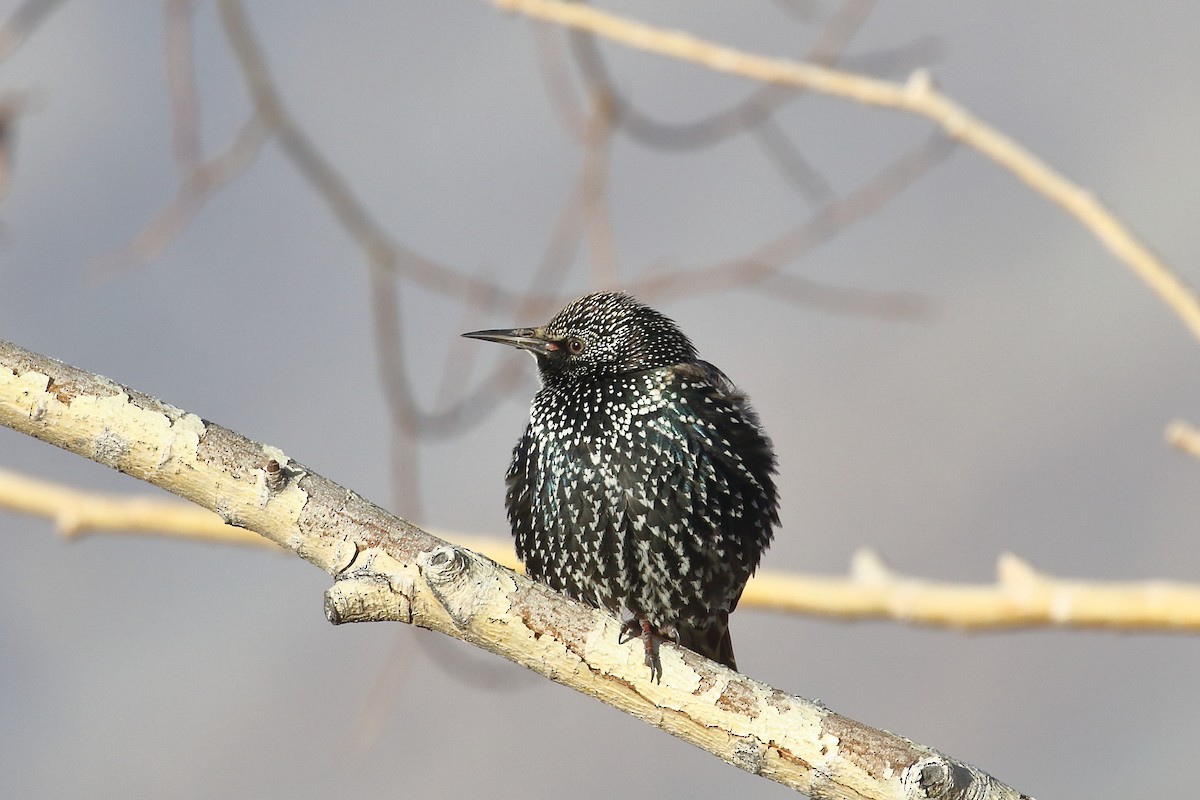 Sığırcık - ML647597337