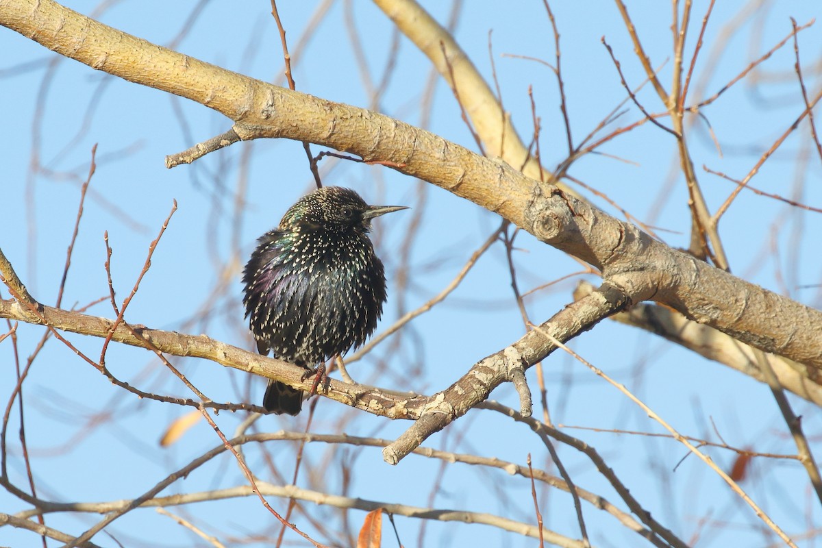 Sığırcık - ML647597338