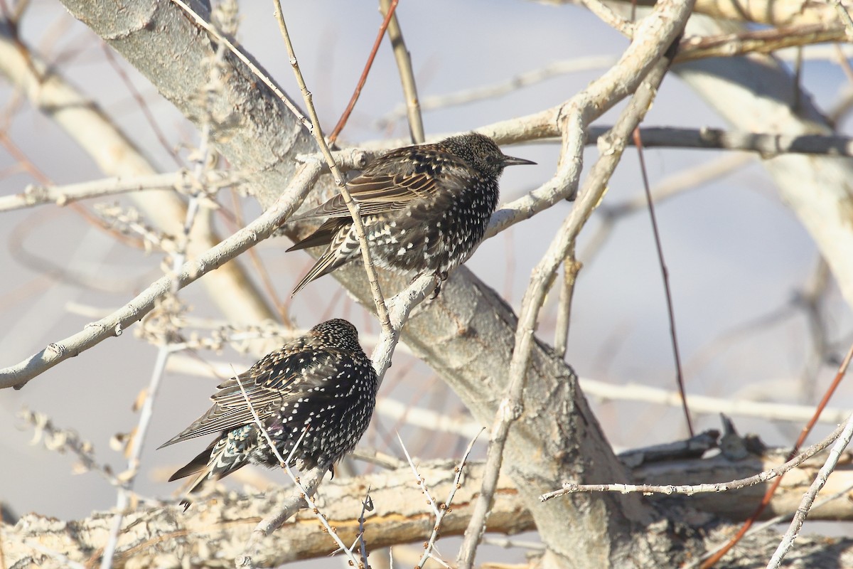 Sığırcık - ML647597339